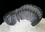 Nicely Preserved Reedops Trilobite - Morocco #18665-2